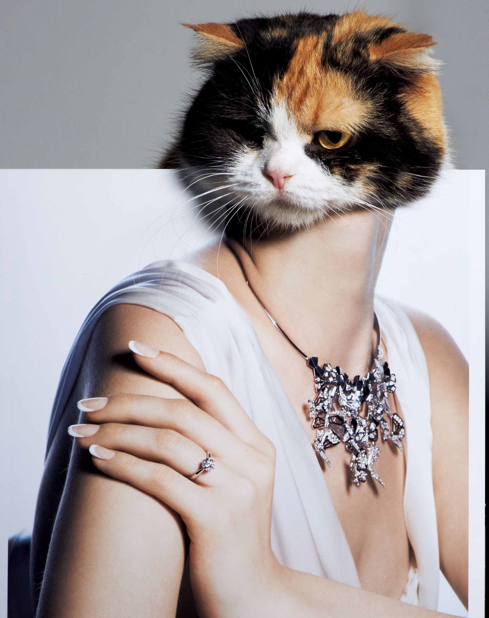 Стильная кошка. Элегантная кошка. Модные котики. Красивые элегантные кошки.